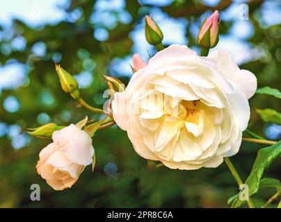 La rose dans le jardin. Une photo d'une belle rose rose dans le jardin. Banque D'Images