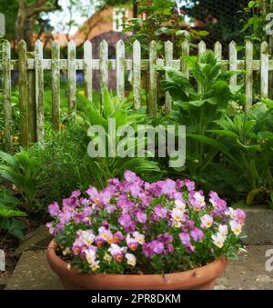 Paysage de pansies croissant dans un vase dans un jardin d'arrière-cour en été. De jolies plantes pourpres fleurissent dans un environnement vert luxuriant au printemps. De belles plantes à fleurs violettes bourgeonnant dans une cour à l'extérieur Banque D'Images