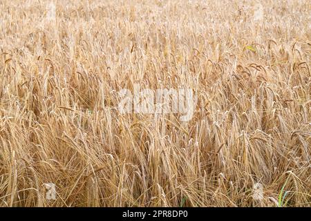 Paysage de champ de blé jaune prêt pour la récolte, poussant sur une ferme rurale en été. Agriculture biologique et durable de base du seigle ou du grain d'orge dans la campagne avec espace de copie Banque D'Images