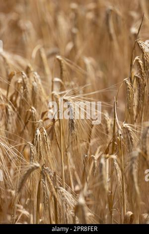 Mi-juin, et l'orge (Hordeum vulgare) s'est affinée prête pour la récolte dans les champs du département de l'Yonne en France. Banque D'Images