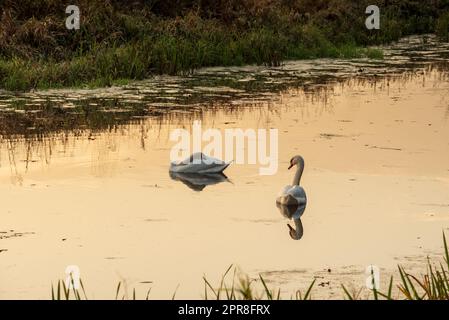 deux cygnes nagent sur la rivière au coucher du soleil Banque D'Images