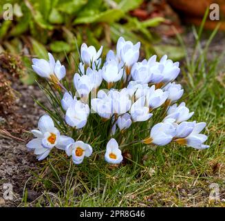 Plantes à fleurs de crocus argentées ou de scotch cultivées comme décoration dans les parcs et pour l'aménagement paysager extérieur. Fleurs blanches poussant dans un sol taché d'herbe dans un jardin. Beau bouquet de fleurs dans une cour. Banque D'Images