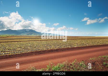 Vue sur le paysage du champ croissant de plantation d'ananas avec ciel bleu, nuages et espace de copie à Oahu, Hawaï, États-Unis. Route de terre menant à travers les exploitations agricoles. L'agriculture de fruits frais et nutritifs de vitamine Banque D'Images