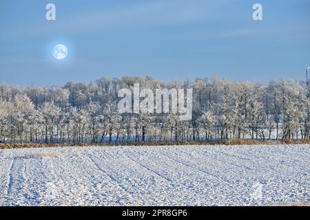 De grands arbres sur un terrain ouvert pendant l'hiver lors d'une nuit froide au clair de lune. Grands bois entourés de terres enneigées, d'herbe et de feuillage. Paysage de la nature prospère et en pleine saison glacée Banque D'Images