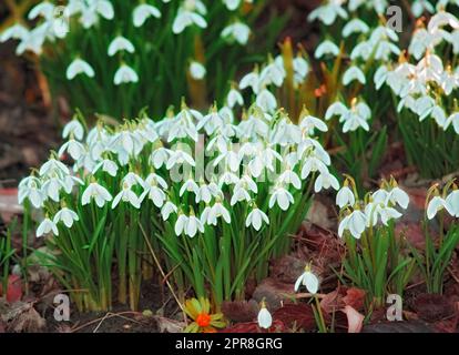 Belle fleur blanche et lumineuse de Galanthus nivalis cultivée dans un jardin avec un sol ou une terre sain. Des plantes vibrantes à l'extérieur dans une cour ou dans la nature le jour du printemps. Flore botanique en pleine forêt Banque D'Images