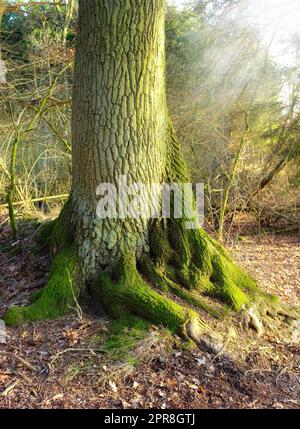 Une forêt de tronc d'arbre dans une forêt en hiver. Paysage nature scène de vieux arbres racines couvertes de mousse dans les bois. Détails de la texture et des motifs de l'écorce dans un environnement forestier sauvage Banque D'Images