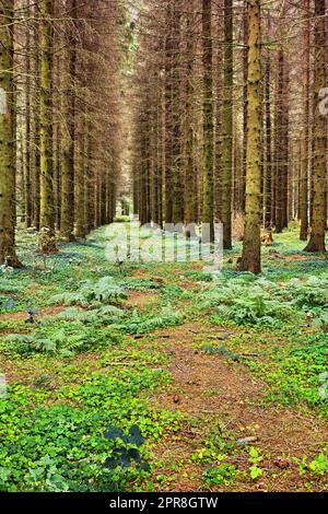 Paysage d'une forêt plantée isolée avec des pins cultivés en rangée. Vue panoramique sur les bois désertés et isolés dans un bois mystérieux. Capture du carbone dans une prairie ouverte et vide Banque D'Images