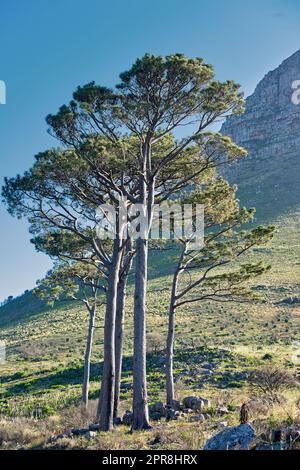 De grands arbres isolés entourés de plantes et de fleurs avec vue sur un pic de montagne par une journée ensoleillée en été. Scène nature sous un ciel bleu clair. Banque D'Images