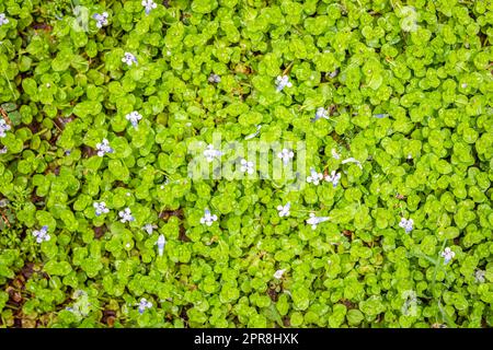 Dicotiledonea, plante avec de petites feuilles vertes et de petites fleurs de ton bleuâtre clair. Vue de dessus. Banque D'Images