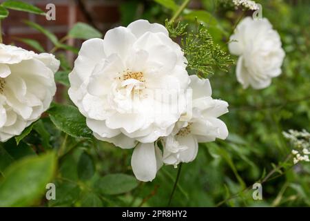 Photo détaillée de pétales de rose blancs dans un lit de fleurs Banque D'Images