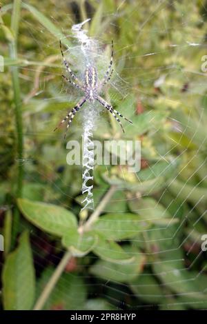 Wespenspinne (Argiope bruennichi) (auch Zebraspinne, Tigerspinne oder Seidenbandspine) dans ihrem Spinnennetz Banque D'Images