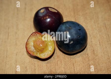 Kirschpflaumen (Prunus cerasifera) Banque D'Images