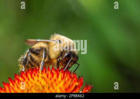 Un bourdon recouvert de pollen est occupé à recueillir le nectar Banque D'Images