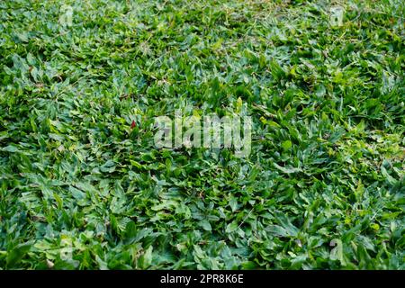 Green grass texture background Banque D'Images