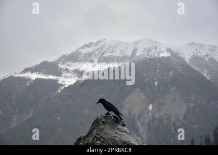 Sonamarg, Inde. 26th avril 2023. Un oiseau repose sur la roche par une journée nuageux à Sonamarg, à environ 100kms de Srinagar, la capitale estivale de Jammu-et-Cachemire. (Credit image: © Saqib Majeed/SOPA Images via ZUMA Press Wire) USAGE ÉDITORIAL SEULEMENT! Non destiné À un usage commercial ! Banque D'Images