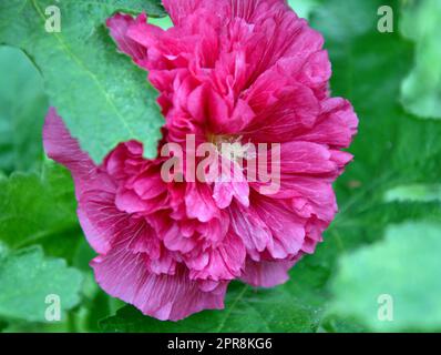 Fleur stock rose (Lat. Alcea rosea) ou Malva (Latin. Malva) terry (double) Banque D'Images