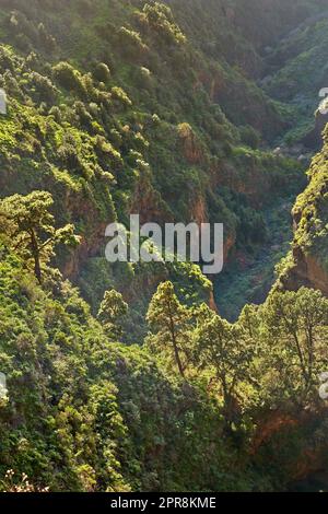 Paysage de pins dans les montagnes de la Palma, îles Canaries, Espagne. Foresterie avec vue sur les collines couvertes de végétation verte et d'arbustes en été. Végétation luxuriante sur le sommet de la montagne et la forêt Banque D'Images