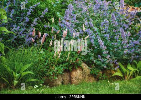 Jardin cultivé avec des fleurs lumineuses et vibrantes qui poussent à l'extérieur dans une cour le jour du printemps. Lavande violette cultivée dans une pelouse botanique. Diverses plantes dans un Bush vert dans un jardin luxuriant Banque D'Images