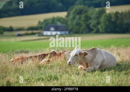 Vaches brunes et blanches sur un champ et terres agricoles en arrière-plan avec espace de copie. Bovins ou animaux d'élevage dans une ferme agricole durable pour l'industrie laitière, bovine ou de la viande avec espace d'imitation Banque D'Images