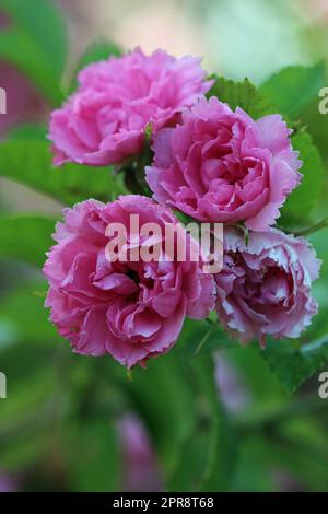 Fleurs roses en gros plan Banque D'Images