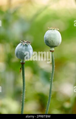 Gros plan des fleurs de pavot à opium s'épanouissant sur un fond vert flou. Les fleurs délicates poussent dans un jardin ou une forêt au printemps. Papaver somniferum L. tiges et feuilles dans un pré avec espace de copie Banque D'Images