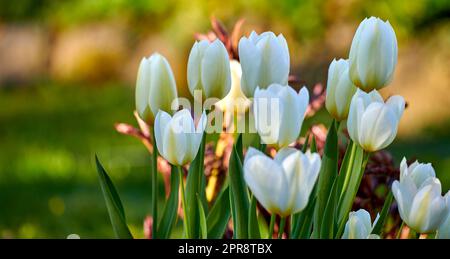 Papier peint de fleurs de tulipe blanches poussant dans un jardin extérieur avec un fond de bokeh pour l'espace de copie. Beaucoup de fleurs ouvertes sur les plantes bulbes délicates qui poussent dans une cour verte pour la scène tranquille de la nature Banque D'Images