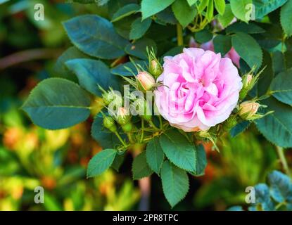 Belle fleur rose poussant dans un jardin. Gros plan de géranium brillant plantes à fleurs vivaces contrastant dans un parc vert. Fleurs de jardinage colorées pour la décoration extérieure au printemps Banque D'Images