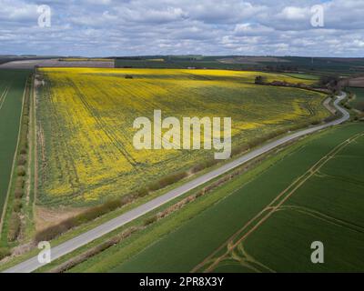 Vue aérienne, champ de colza jaune, Yorkshire Wolds Banque D'Images