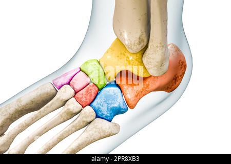 OS tarsal ou tarse en couleurs avec contours du corps 3D rendu de l'illustration isolée sur blanc avec espace de copie. Squelette humain et anatomie du pied, medi Banque D'Images