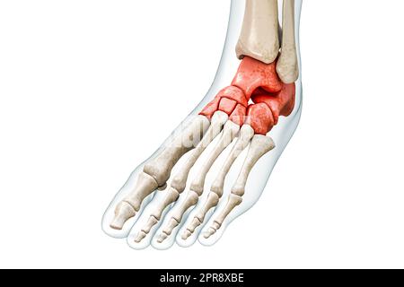 OS tarsal ou tarse en rouge avec corps 3D illustration de rendu isolée sur blanc avec espace de copie. Squelette humain, anatomie du pied et de la cheville, médical d Banque D'Images