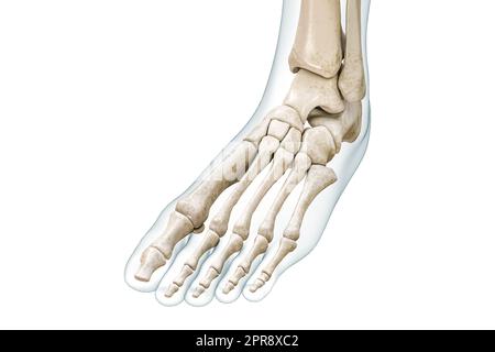 OS du pied et de l'orteil avec contours du corps 3D rendu de l'illustration isolée sur blanc avec espace de copie. Squelette humain et anatomie de la jambe, schéma médical, os Banque D'Images