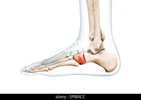 OS tarsien cuboïde en rouge avec l'illustration de rendu corps 3D isolée sur blanc avec l'espace de copie. Squelette humain et anatomie du pied, diagramme médical, Ost Banque D'Images