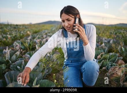 Femme agriculteur parlant sur son smartphone tout en étant assise dans un champ de chou. Jeune femme brunette avec un chapeau de paille utilisant son appareil mobile sur une ferme végétale biologique Banque D'Images