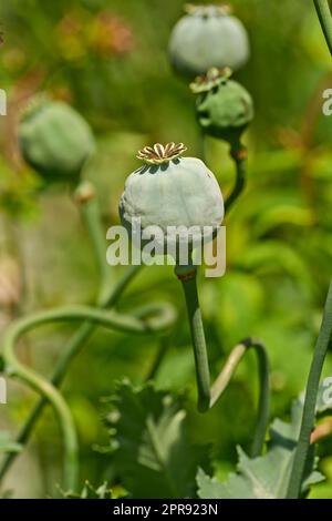 Gros plan sur les plantes de pavot à opium vert qui poussent contre un espace de copie de bokeh dans un jardin luxuriant pour les graines utilisées sur le pain et les aliments cuits. Papaver somniferum dans l'horticulture et la culture arrière-cour Banque D'Images