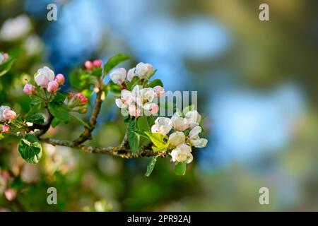 Gros plan d'une fleur d'écrevisses sur une branche dans un jardin de printemps. Jolies plantes à fleurs roses et blanches qui poussent dans une cour ou un parc le jour de l'été. Beaux pétales doux sur un arbre avec bokeh Banque D'Images