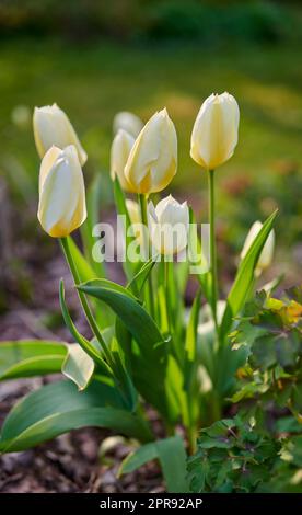 Fleurs de tulipe blanches qui poussent, fleurissent et fleurissent dans un jardin luxuriant, symbolisant l'amour, l'espoir et la croissance. Bouquet de plantes décoratives qui fleurissent dans une cour paysagée pendant le printemps à l'extérieur Banque D'Images