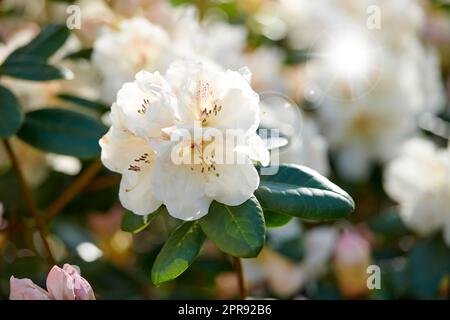 Grandes fleurs de rhododendron blanc décorum ou fauriei poussant dans un jardin. Gros plan sur les espèces d'ericaceae de plantes avec des pétales purs et doux qui fleurissent et fleurissent dans la nature, un jour ensoleillé au printemps Banque D'Images
