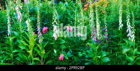 Des renards communs roses, blancs et violets qui poussent et fleurissent dans un jardin verdoyant à la maison. Bouquet de broussailles de purpurea digitalis fleurissant dans l'arrière-cour paysagé et horticole comme plantes décoratives Banque D'Images