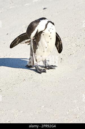 Des pingouins africains à pieds noirs rayant, nettoyant ou auto-toilettant sur la plage de sable d'une réserve de conservation en Afrique du Sud. Protection des oiseaux aquatiques, des espèces marines ou marines menacées pour le tourisme Banque D'Images