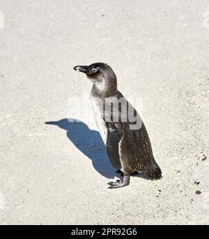 Des pingouins africains à pieds noirs rayant, nettoyant ou auto-toilettant sur la plage de sable d'une réserve de conservation en Afrique du Sud. Protection des oiseaux aquatiques, des espèces marines ou marines menacées pour le tourisme Banque D'Images