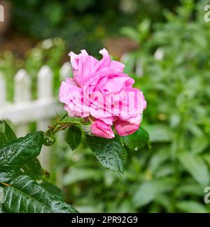 Un détail d'une rose dans le jardin. Fleur rose macro avec gouttes d'eau sur les feuilles vert foncé. Une seule fleur sur fond de verdure et une clôture de piquetage blanche Banque D'Images