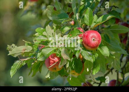 Agriculture durable sur une ferme biologique ou un verger. Zoomez sur les fruits mûrs qui poussent avec harmonie dans la nature, prêts à être cueillis. Gros plan de pommes rouges poussant sur un arbre dynamique avec espace de copie et bokeh Banque D'Images