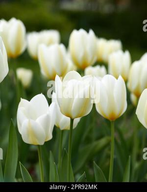 Tulipes dans mon jardin. Fleurs de tulipe blanches qui poussent, fleurissent et fleurissent dans un jardin luxuriant, symbolisant l'amour, l'espoir et la croissance. Bouquet de plantes décoratives en fleurs dans l'arrière-cour paysagée. Banque D'Images