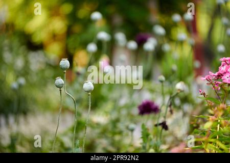 Fleurs sauvages d'opium ou de pavot à pain poussant dans un jardin botanique avec un arrière-plan flou et un espace de copie. Gros plan sur les bourgeons de plantes de papaver somniferum qui fleurissent dans la nature lors d'une journée ensoleillée au printemps Banque D'Images