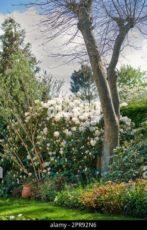Fleurs de Rhododendron blanc qui poussent dans un jardin au printemps. Joli buisson fleuri prospère dans une cour entourée d'arbres et d'une pelouse verte. Zone de jardinage cultivée avec arbustes vivaces Banque D'Images
