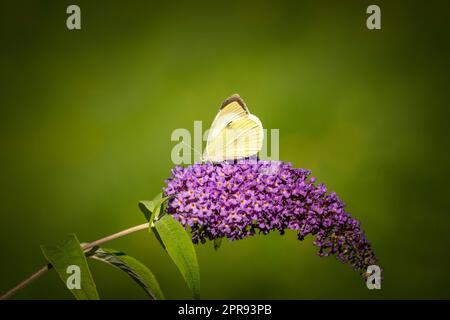 Chou blanc papillon sur la plante pourpre Banque D'Images