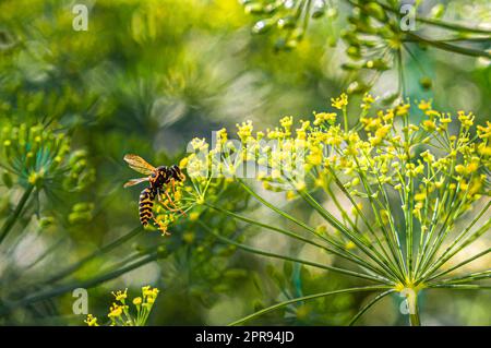 Une guêpe boit le nectar d'une fleur d'aneth Banque D'Images