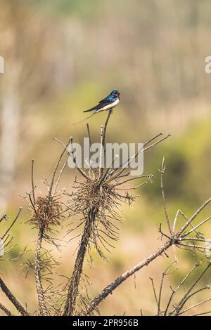 La cygne-barde d'oiseaux de forêt sauvage est assise au sommet de la branche de pin sec en saison de printemps. Biélorussie, nature biélorusse, faune Banque D'Images