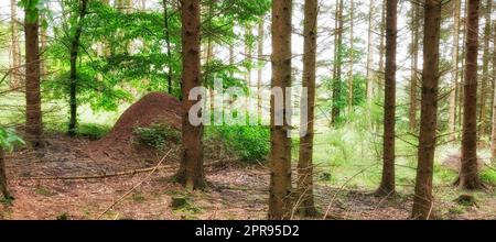 Immense anthill dans une forêt de pins. Énorme anthill dans la forêt de pins, Danemark. Banque D'Images