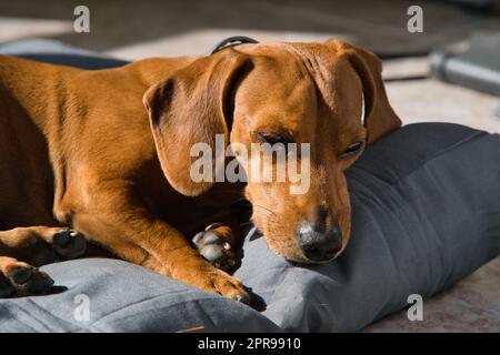 Le chien est doté d'un pelage brun rougeâtre soyeux et brillant, doux et confortable au toucher. Ses yeux sont grands et expressifs, de couleur sombre, et pleins de Banque D'Images